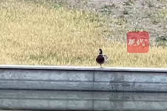 预览图